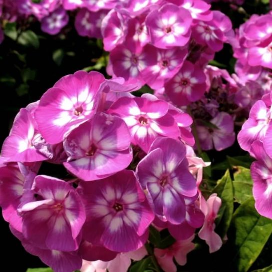 Флокс Лаура