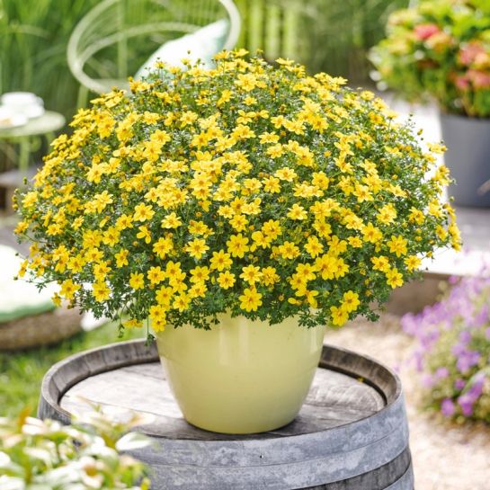 Биденс Теплое Солнышко (ферулолистная)