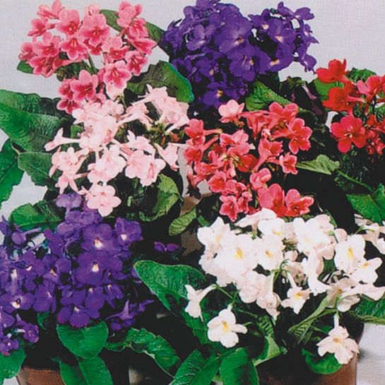 Стрептокарпус (Зеленый дом)