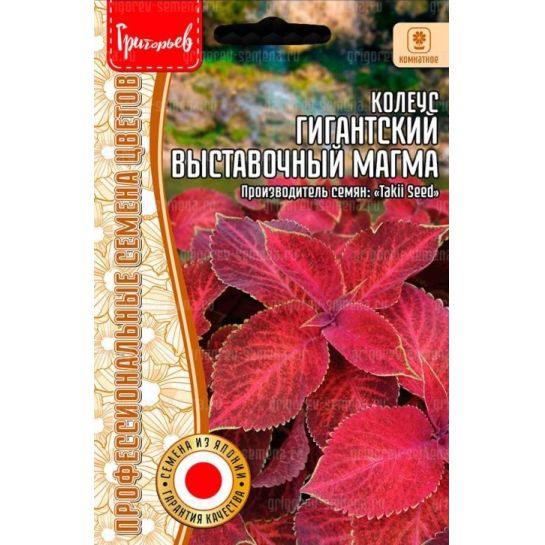 Колеус Гигантский Выставочный Магма (большой пакет)