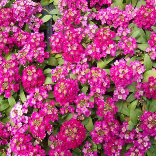 Алиссум Тёмно-розовый приморский