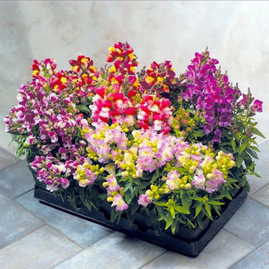 Антирринум Флорал Шауэрс Биколор F1