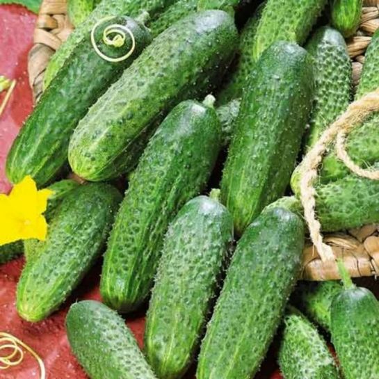 Огурец Дальневосточный Засухоустойчивый (большой пакет)