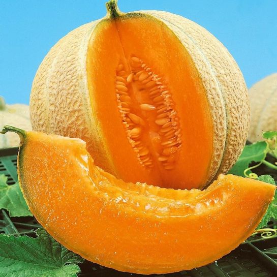 Дыня Малага F1