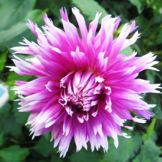 Георгина Тейбл Дансер