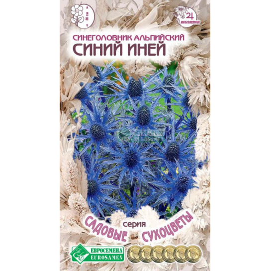 Синеголовник Синий Иней (альпийский)