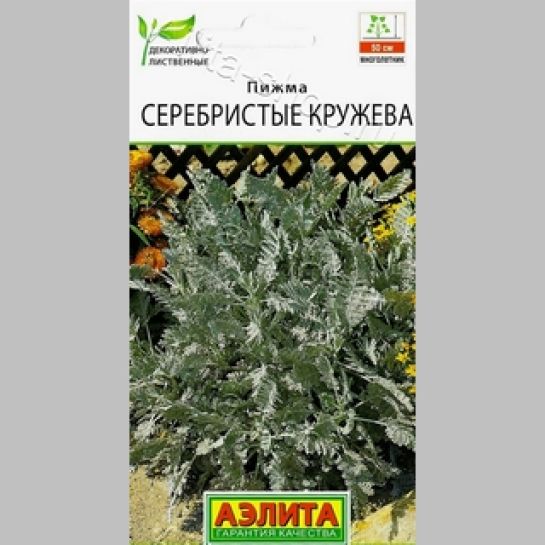 Пижма Серебристые кружева
