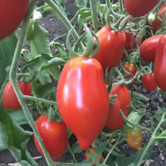 Томат Легенда Тарасенко (большой пакет)