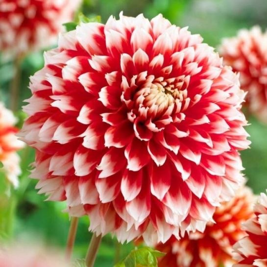 Георгина Ноэль