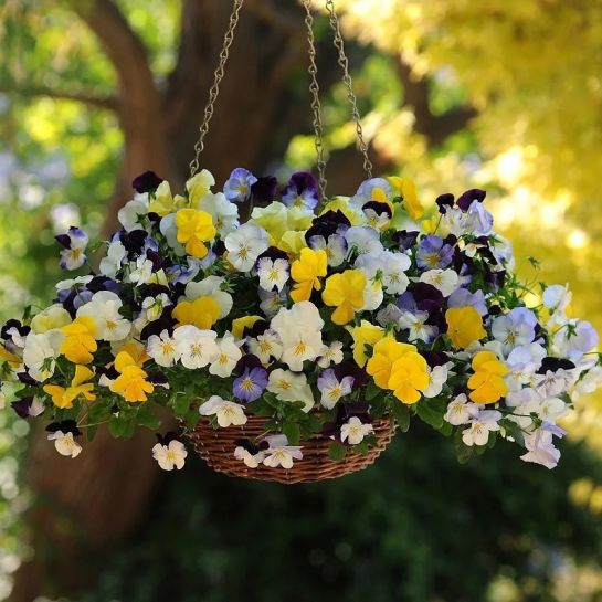 Виола Фрифолл Микс F1 ампельная (большой пакет)