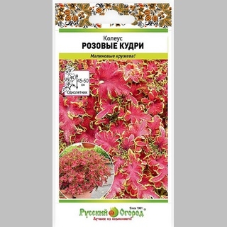 Колеус Розовые кудри - Семена Тут