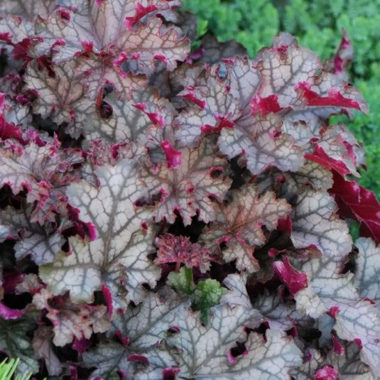 Гейхера Кан Кан