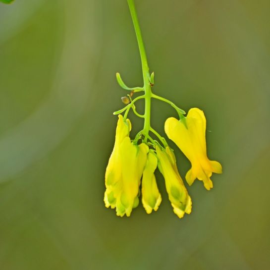 Дицентра Золотая лоза