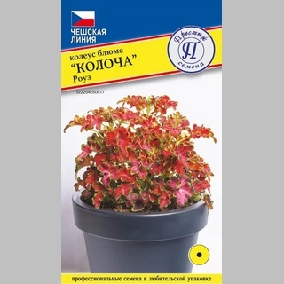 Колеус Колоча Роуз - Семена Тут