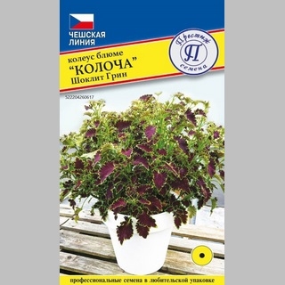Колеус Колоча Шоклит Грин - Семена Тут