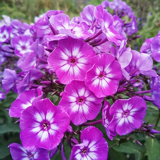 Флокс Успех