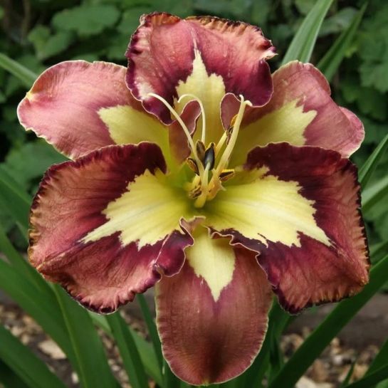 Лилейник Спейскоуст Бихейвиор Пэттерн