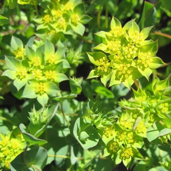 Буплерум Граффити (золотистый)