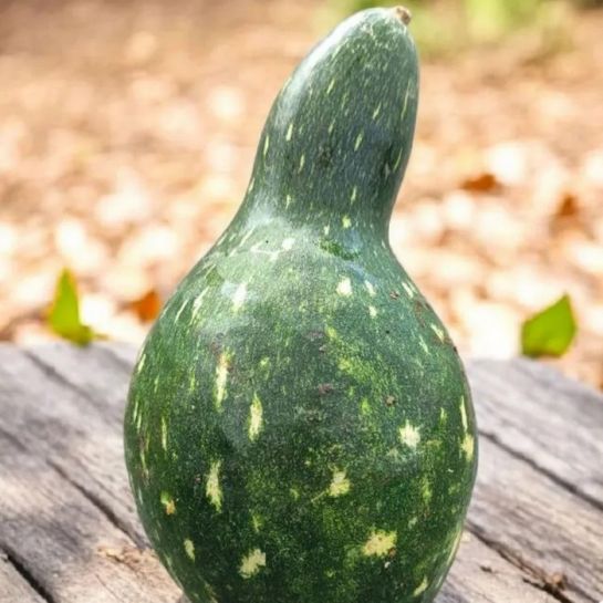 Лагенария Зелёный Дракон (большой пакет)