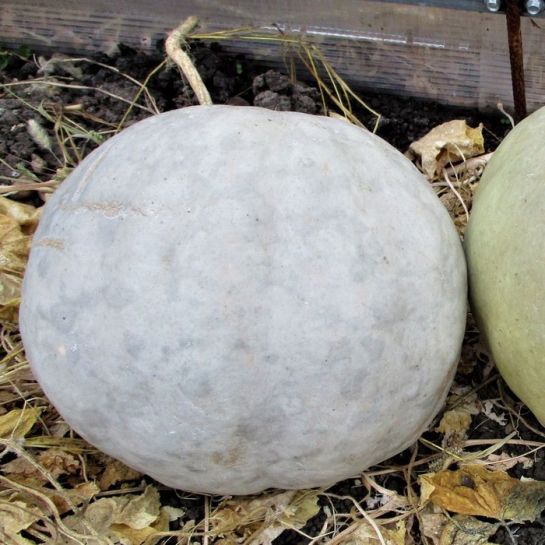 Кавбуз Здоровяга Сахарный (большой пакет)