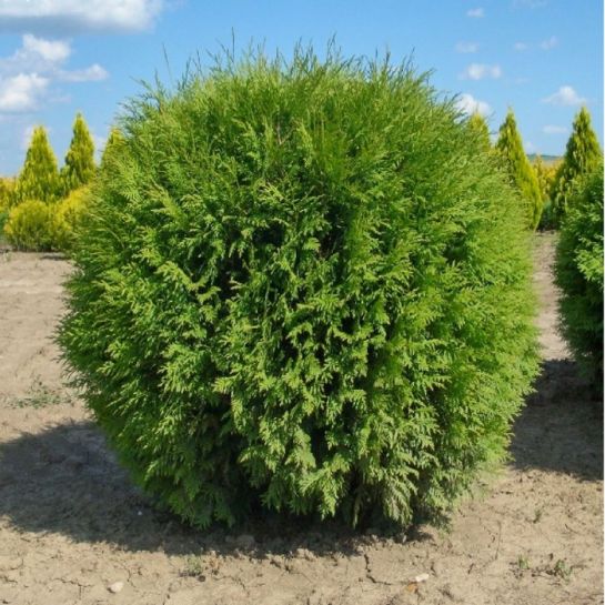 Туя Глобоза западная (большой пакет)