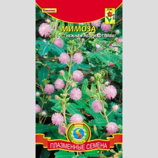 Мимоза Стыдливая