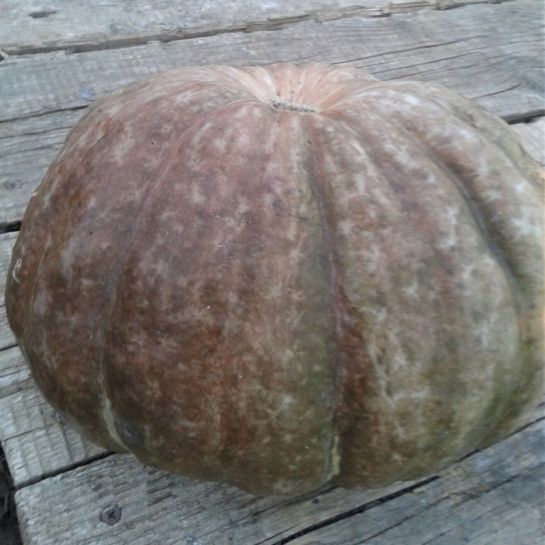 Кавбуз Северный Шоколадный (большой пакет)