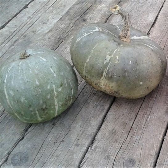 Кавбуз Чалма Хана (большой пакет)