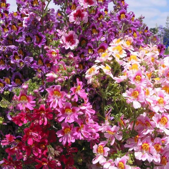 Схизантус Крылья ангела Смесь