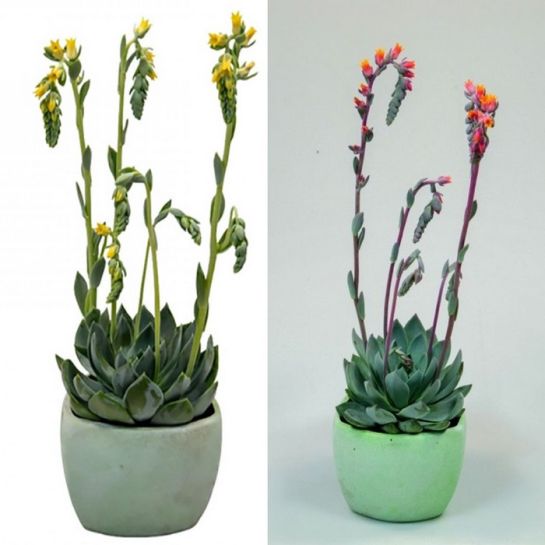 Эхеверия Городской Дуэт пекокка (Urban Yellow, Orange) (большой пакет)