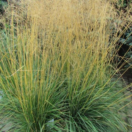 Луговик Золотая Вуаль (дернистый)