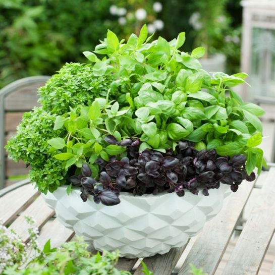 Базилик На Любой Вкус (большой пакет)