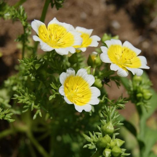 Лимнантес Аппетитная глазунья (Дугласа)