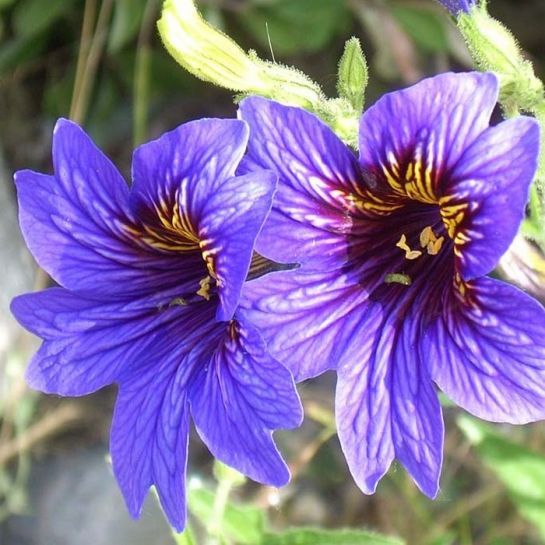 Сальпиглоссис Император Блю