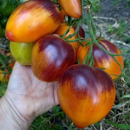 Томат Сержант Пеппер Двухцветный (большой пакет)