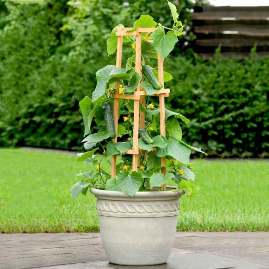 Огурец Квартирник F1 балконный