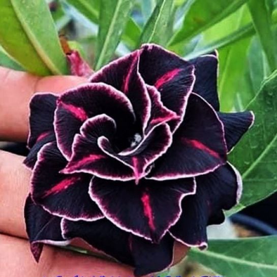 Адениум Бриллиант Виолетты (Diamond Violet 2) (большой пакет)