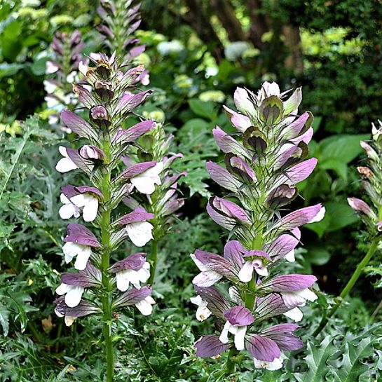 Акант Рыцарь