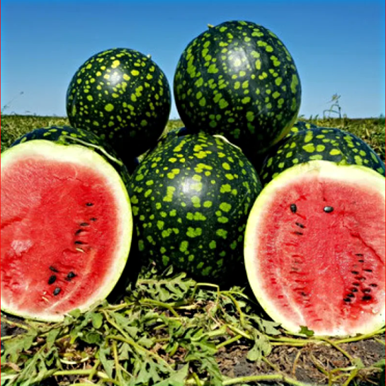 Арбуз Русская березка