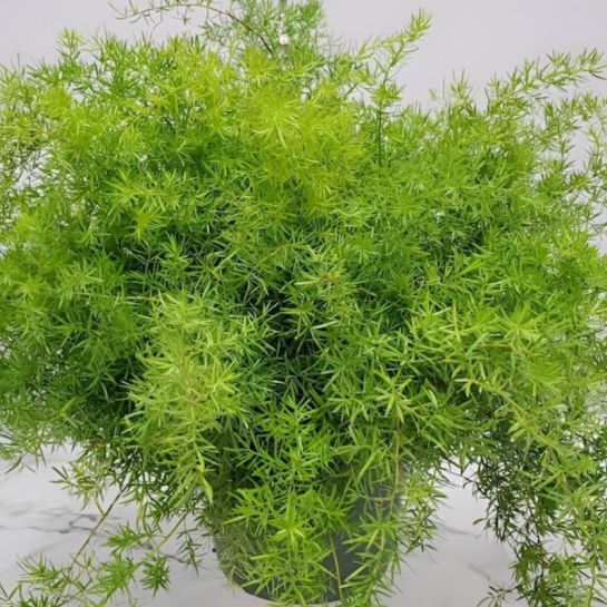 Аспарагус Фьюззифёрн Фриз (FuzzyFern Frizz) (большой пакет)