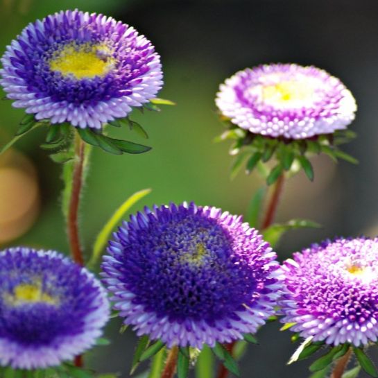 Астра Голубая луна