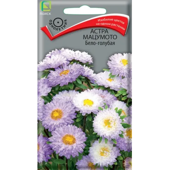 Астра Мацумото Бело-голубая