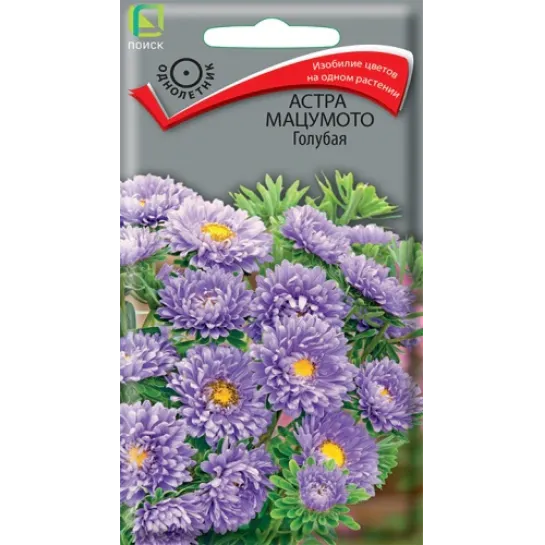 Астра Мацумото Голубая