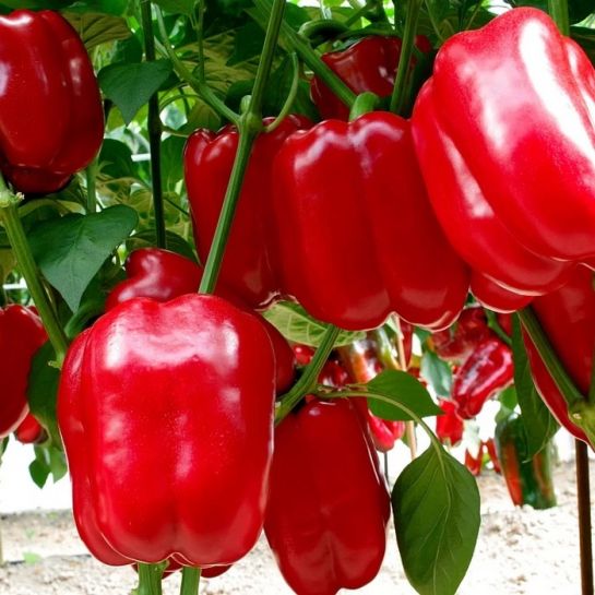 Перец Губернатор F1