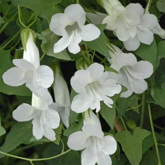 Азарина Снегопад (лазающая)