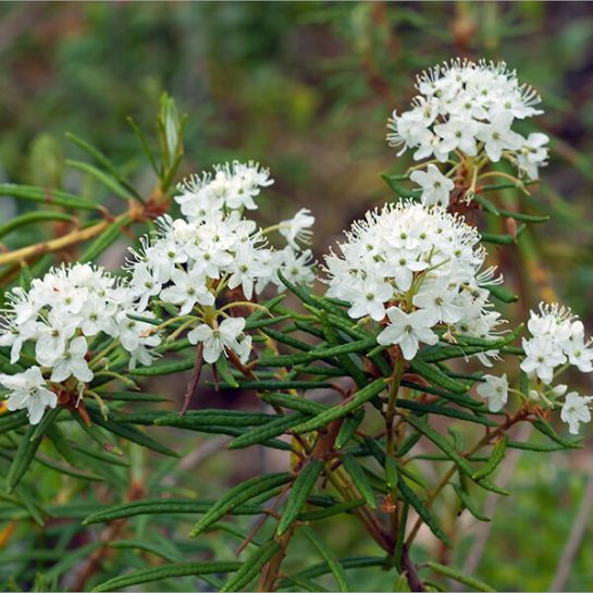 Багульник Балагур (болотный)