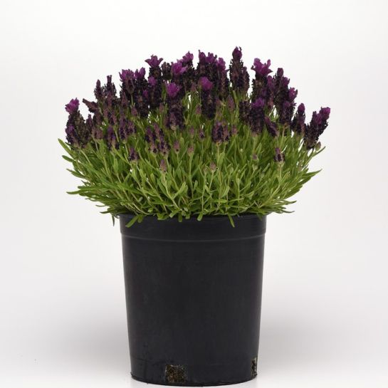 Лаванда Бандера Пурпур