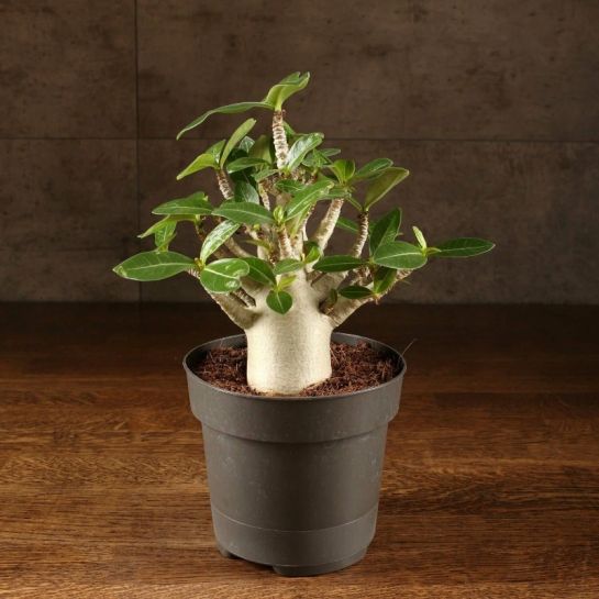 Адансония Пальчатая Грут (Баобаб)