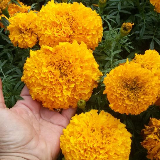 Бархатцы Золотой ёжик