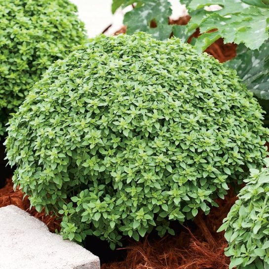 Базилик Аристотель (Огород на балконе)